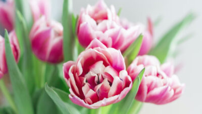 50 frases de primavera para cultivar as flores que existem em você