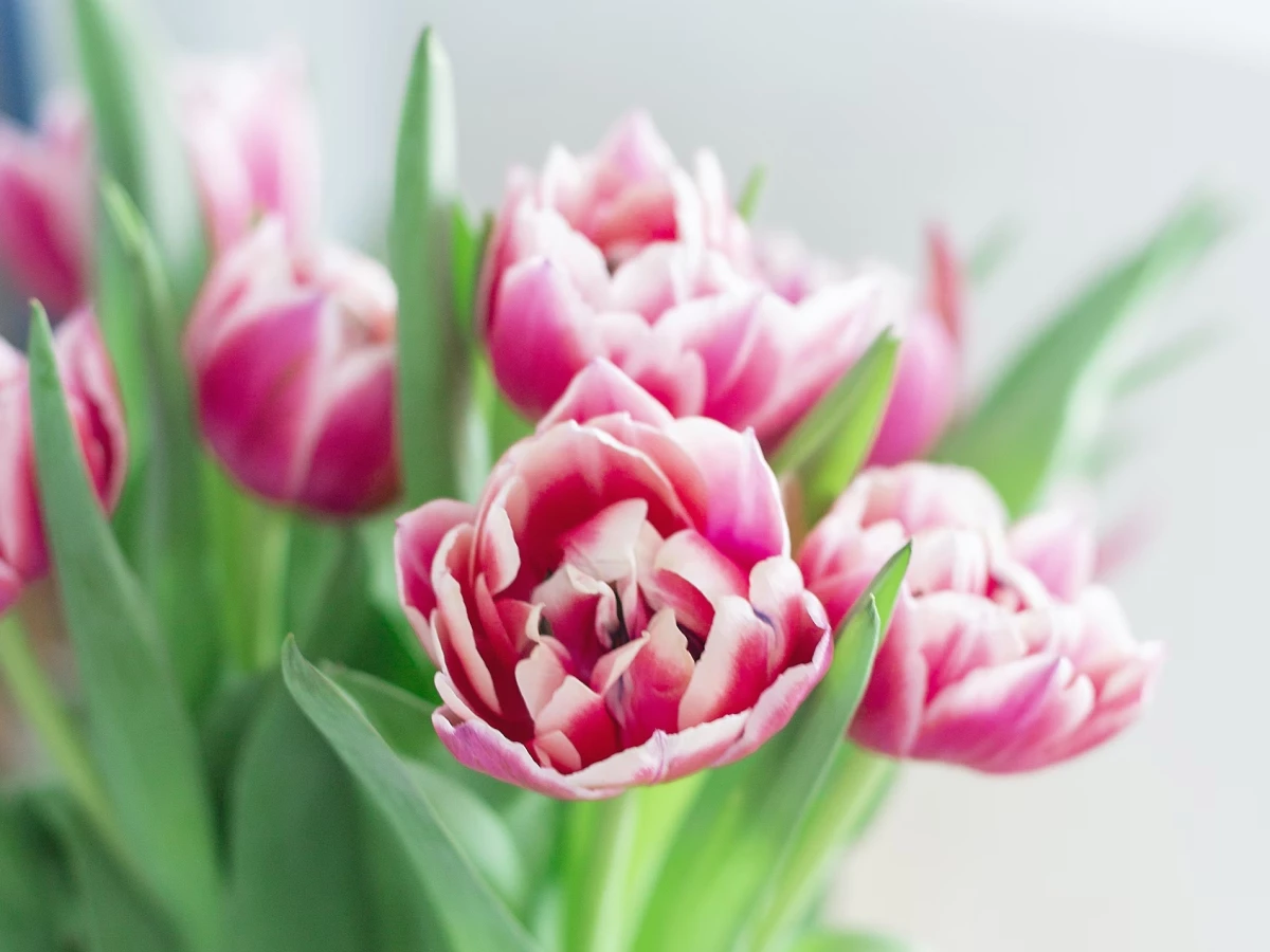 50 frases de primavera para cultivar as flores que existem em você